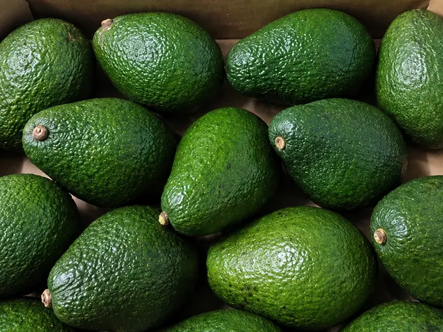 Avocados packed for export — fresh fruit from South Africa, VeroChain