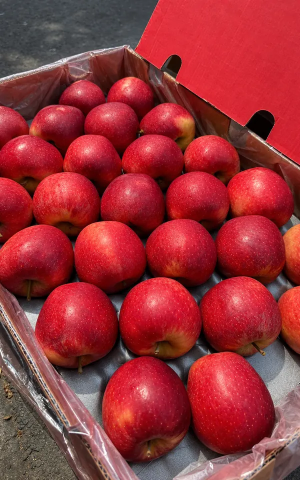 Red apples packed in an export carton