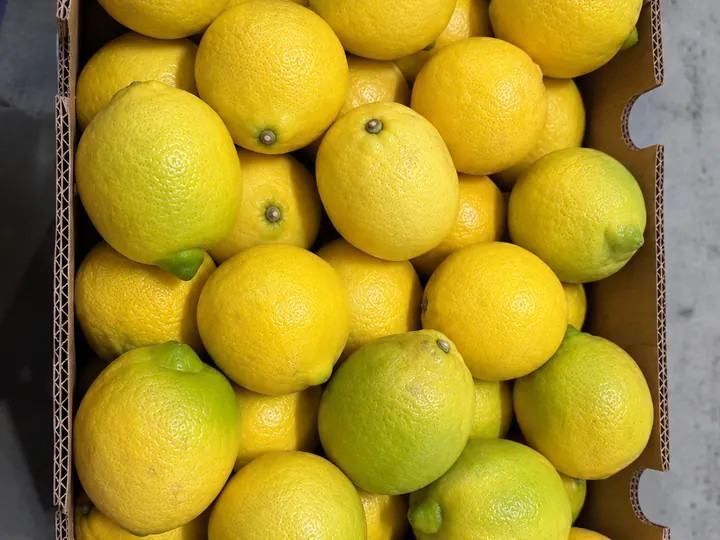 Lemons sorted and graded in export boxes