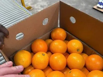 Quality inspection of oranges at the pack house