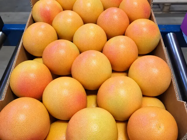 Grapefruit packed for export — fresh fruit from South Africa, VeroChain