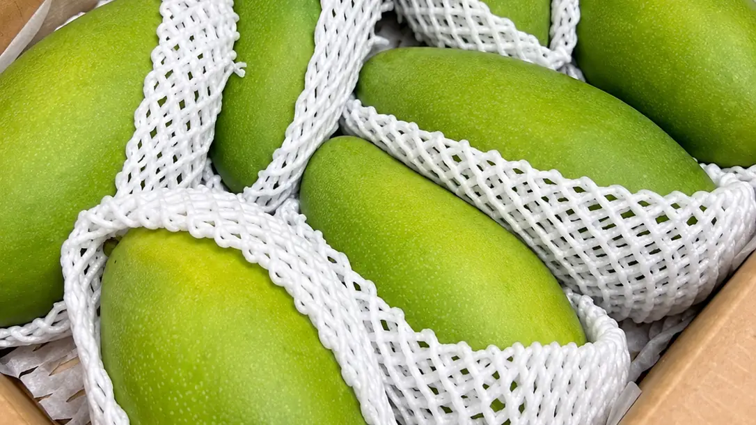 Green mangoes in protective net sleeves, packed for export