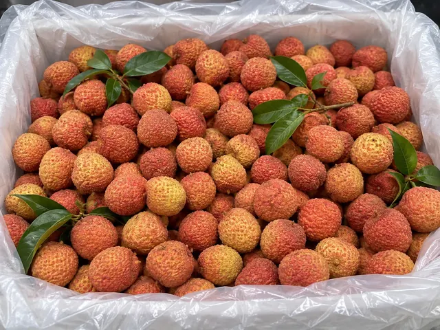 Lychees packed for export — fresh fruit from Vietnam, VeroChain