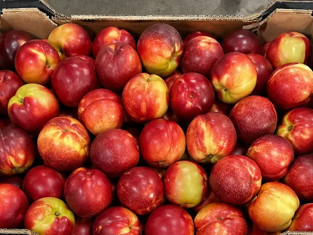 Nectarines packed for export — fresh fruit from South Africa, VeroChain