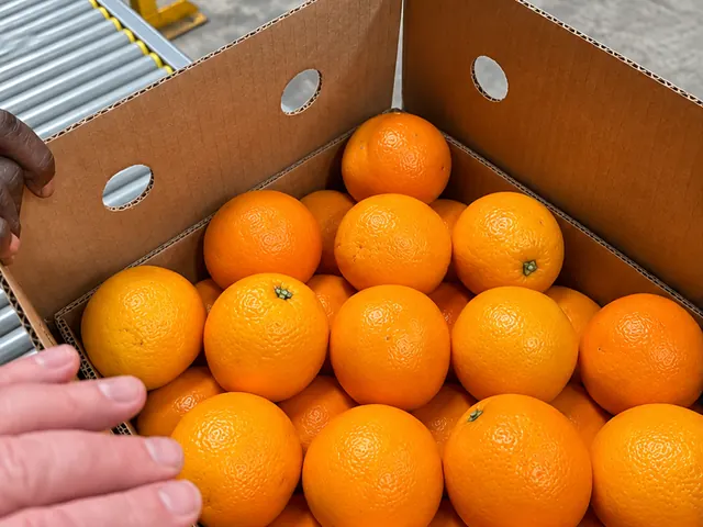 Oranges packed for export — fresh fruit from South Africa / Egypt, VeroChain