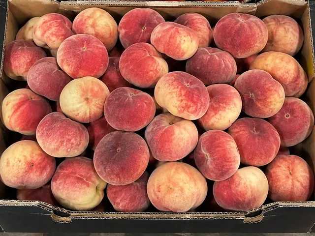 Peaches packed for export — fresh fruit from South Africa, VeroChain