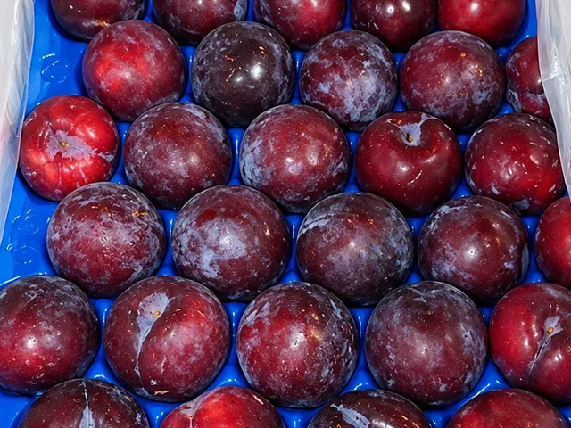Plums packed for export — fresh fruit from South Africa, VeroChain